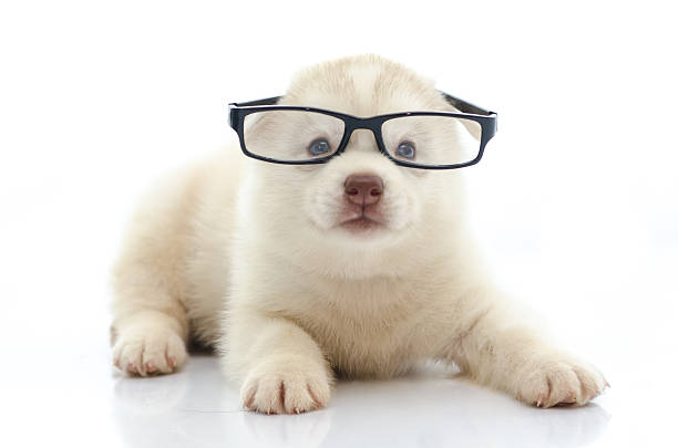 istock Cute siberian husky wearing glasses on white background 526072463