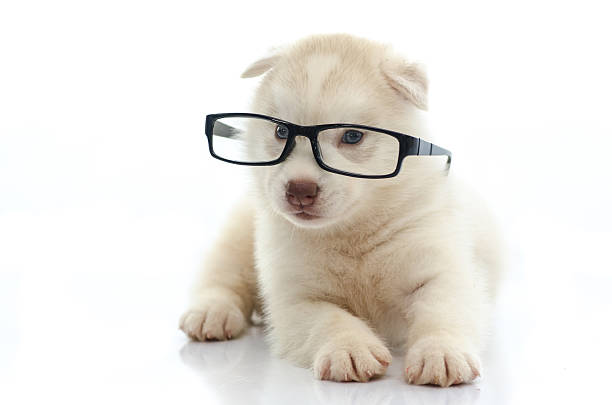 istock Cute siberian husky wearing glasses on white background 526072477