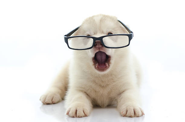 istock Cute siberian husky wearing glasses on white background 526072509