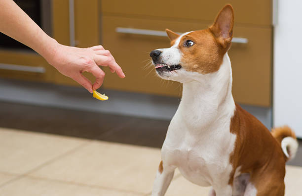 Linda basenji perro maravillas de comer de limón - foto de stock