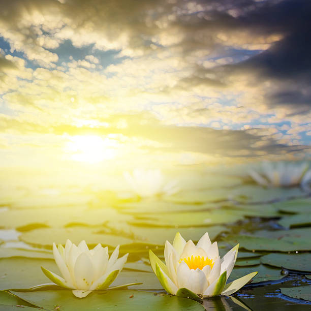 istock closeup white lilies on a lake at the sunset 526074227
