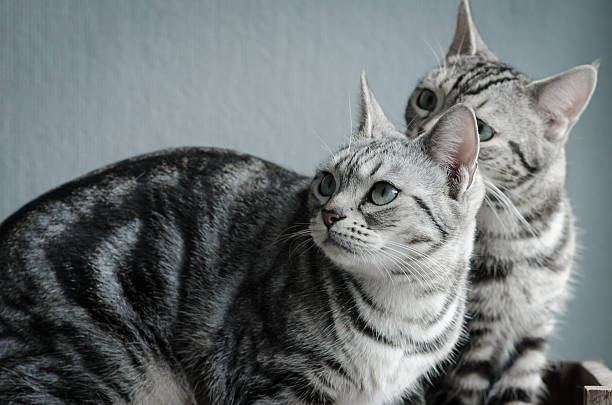 istock Two cats sitting on old wood shelf 526074567