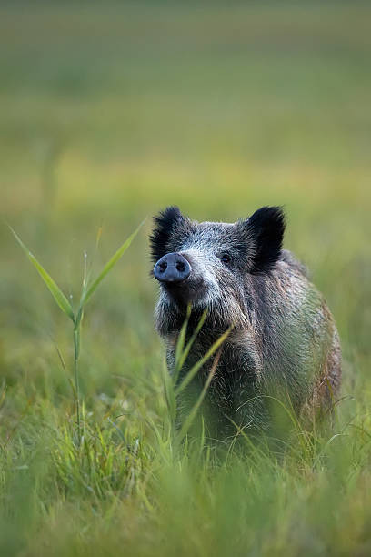 istock Boar in the wild 526075131