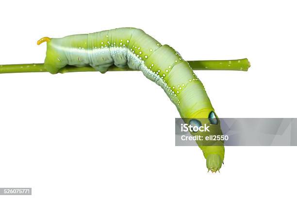 Caterpillar Stock Photo - Download Image Now - Change, Cycle - Concept, Growth