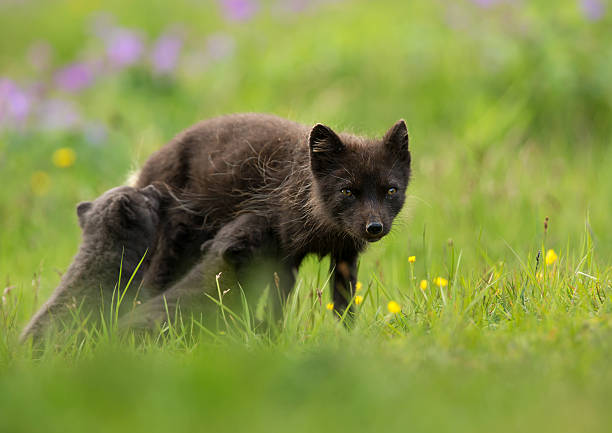 istock Adult Arctic fox Vulpes lagopus with cubs 526076169