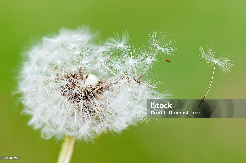 blowing dandelion dandelion seeds on green background Blossom Stock Photo