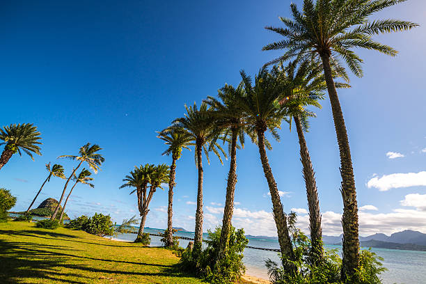 istock Kualoa Park, Oahu, Hawaii 526087929