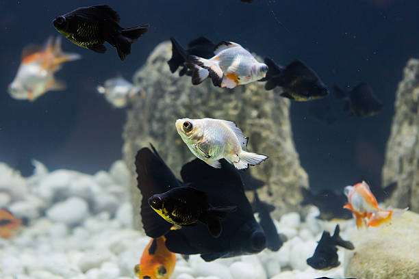 istock golden fish in a freshwater aquarium 526088449