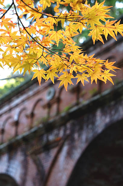 autunno foglie nel tempio di nanzenji, kyoto - kinkaku ji temple foto e immagini stock