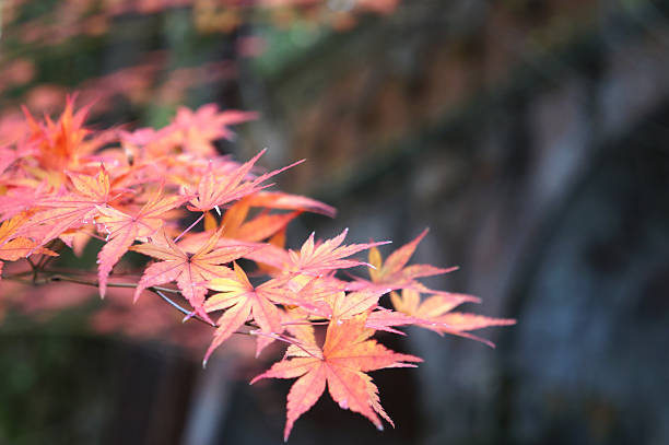 autunno foglie nel tempio di nanzenji, kyoto - kinkaku ji temple foto e immagini stock