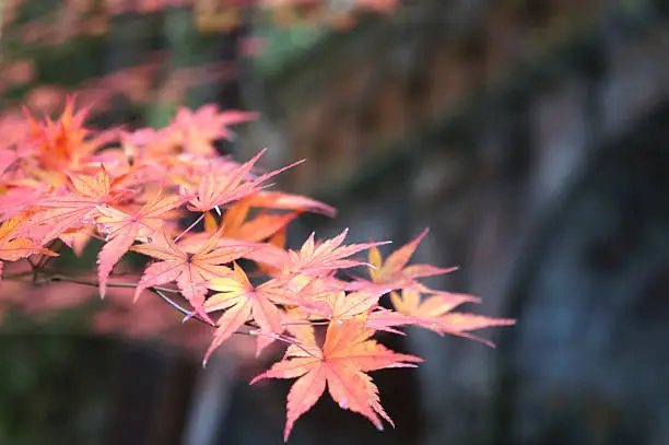 Autumn leaves in Nanzenji temple, Kyoto