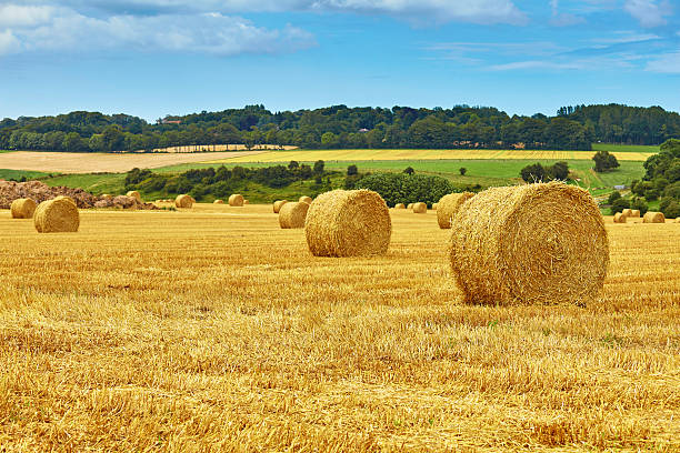 istock Golden hay bales in countryside 526089813