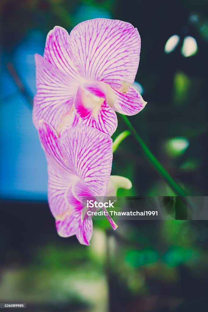Pink orchid Beauty Stock Photo