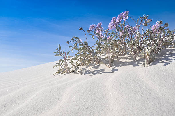 monumento nacional de white sands, nuevo méxico (ee. uu.) - single flower flower desert new mexico fotografías e imágenes de stock