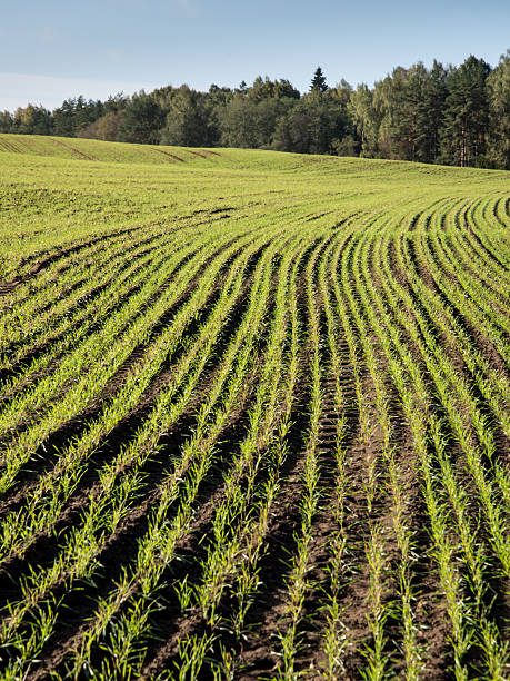 istock beautiful freshly cultivated green crop field 526091001