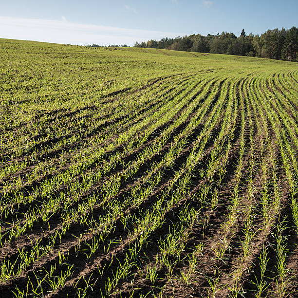 istock beautiful freshly cultivated green crop field 526091003