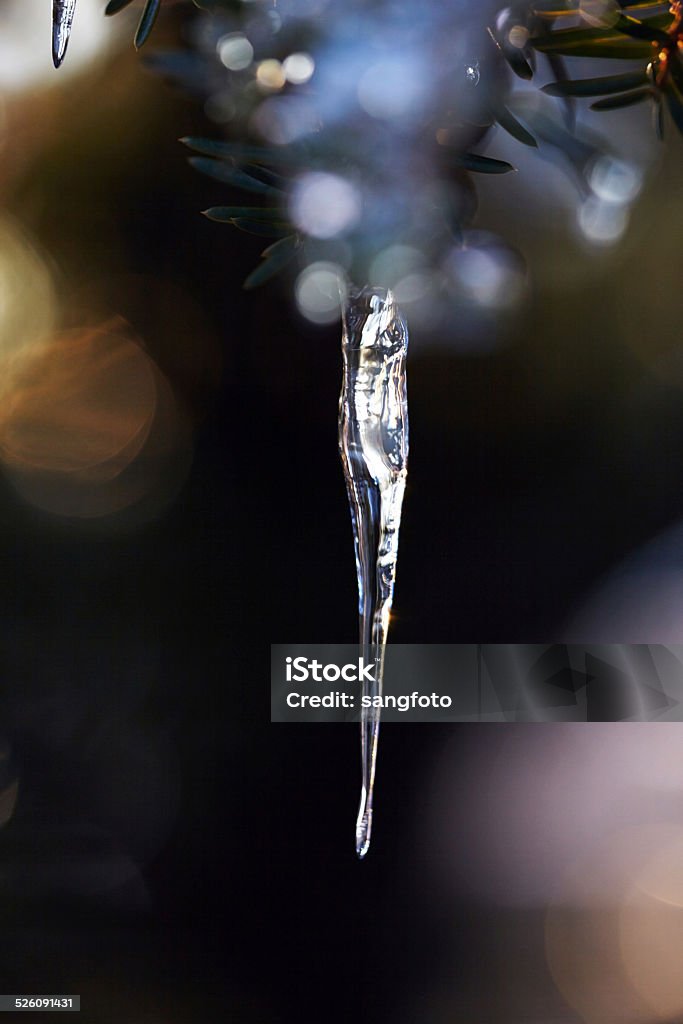 Frozen pine tree with icicle in winter Frozen pine tree with icicle in winter. Back Lit Stock Photo