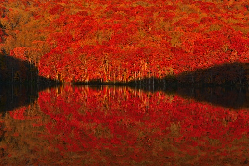 Tsuta-numa, or Tsuta Swamp, which is surrounded by virgin forest of beech trees, presents spectacular beauty in the latter half of October. The beech forest starts shining gold by the light of the rising morning sun, with beautiful reflection of the gold forest on the swamp surface. As the sun rises, the shadow becomes narrower. Located amid hot spring resort area of Towada City, Aomori Prefecture in Japan, many photographers come to the swamp to catch this rare and beautiful autumn colors by their camera.