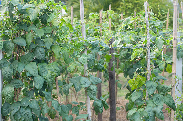 istock The pumkin trees in garden 526092349