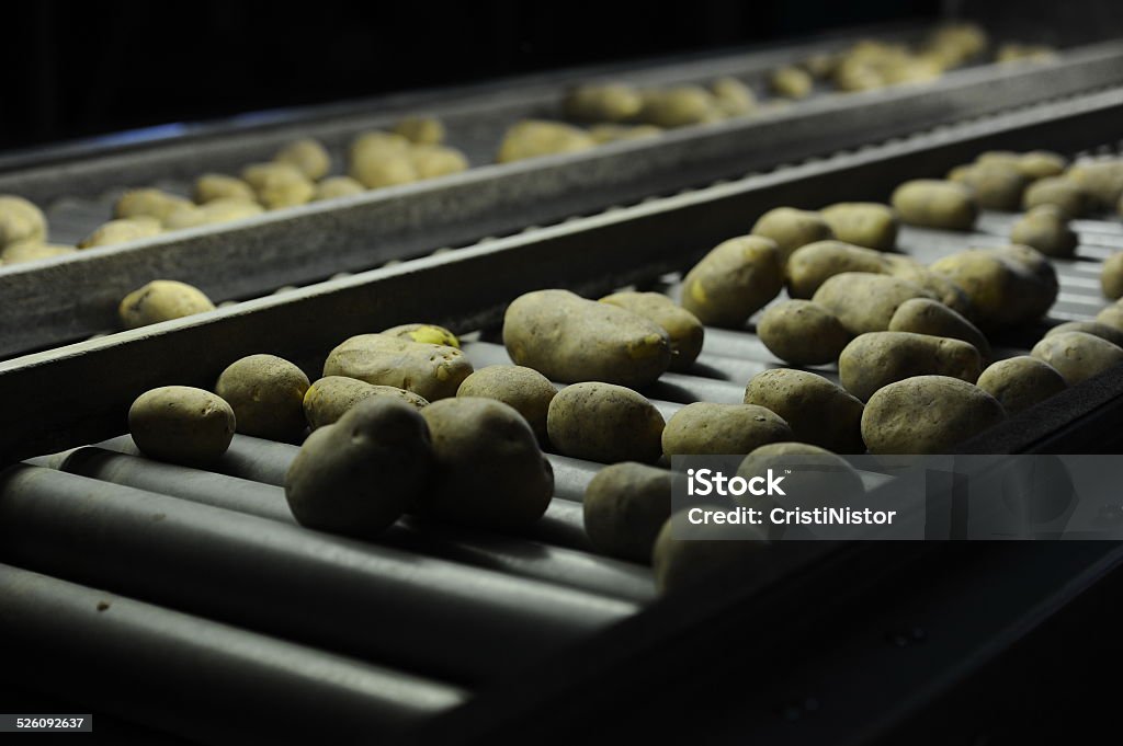 Potato Potato sorting, processing and packing factory Agricultural Equipment Stock Photo