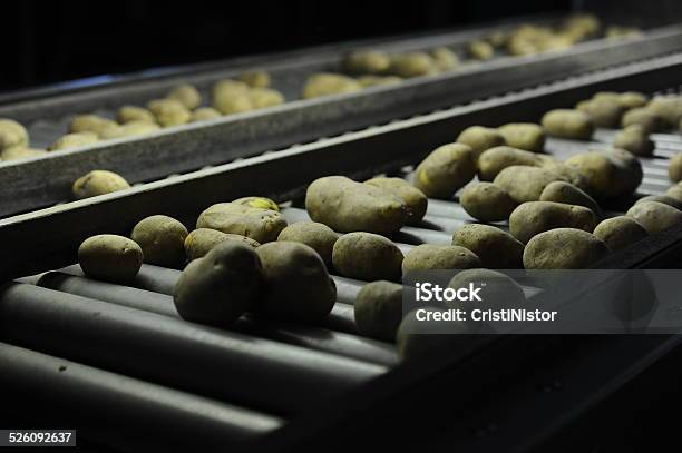 Potato Stock Photo - Download Image Now - Agricultural Equipment, Agricultural Machinery, Agriculture