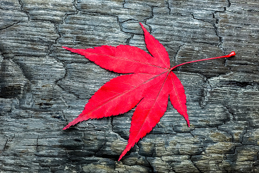 Red acer autumn leaf on black burnt wooden plank. Acer leaf with fine shape and structure. Details of burnt black wooden plank with cracks or tears. Symbol of fall nature that everything is perishable. The wood and leaves return to ashes. The black wood shows natural texture and structure, nice winding lines and horizontal lines. 