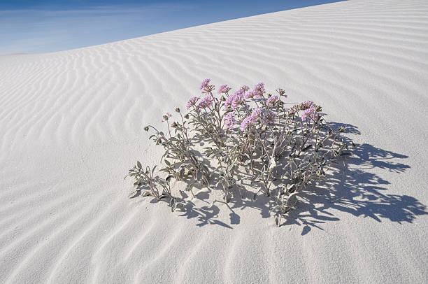 monumento nacional de white sands, nuevo méxico (ee. uu.) - single flower flower desert new mexico fotografías e imágenes de stock