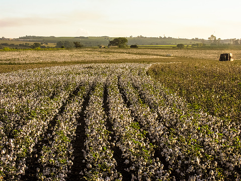 A cotton field is being picked during the fall harvest in Brazil