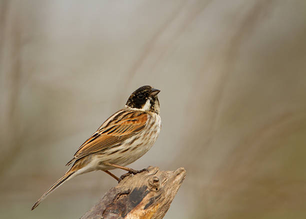 istock Male reed bunting on the perch, UK. 526109889