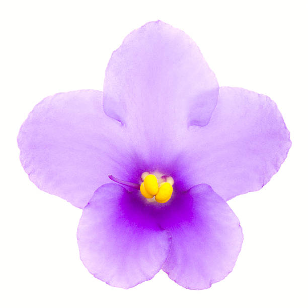 saintpaulia - stamen purple african violet clipping path zdjęcia i obrazy z banku zdjęć