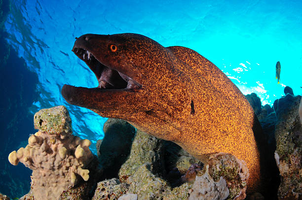 Moray Eel Attack in Red Sea Yellowmargin Moray Eel - Gymnothorax flavimarginatus yellow margined moray eel stock pictures, royalty-free photos & images