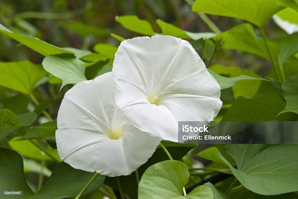 White Morning Glory Flowers White Morning Glory Flowers - Ipomoea Alba Moonflower Stock Photo