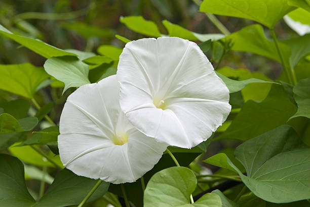 White Morning Glory Flowers White Morning Glory Flowers - Ipomoea Alba morning glory photos stock pictures, royalty-free photos & images