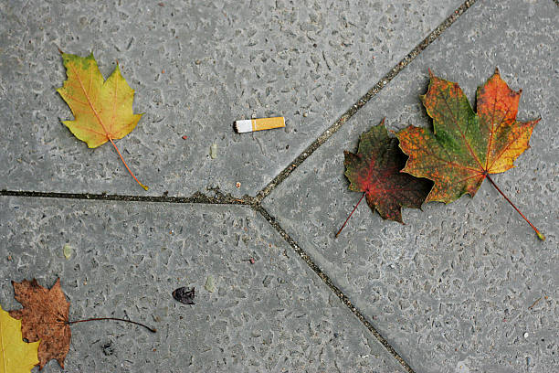 istock Cigarette on the ground surrounded by autumn leaves 526112529