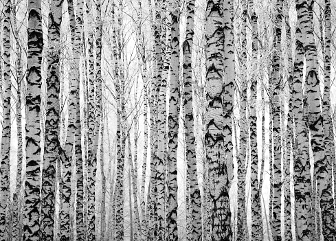 Winter trunks birch trees black and white