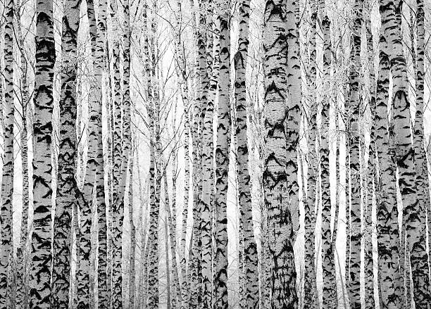 Photo of Winter trunks birch trees