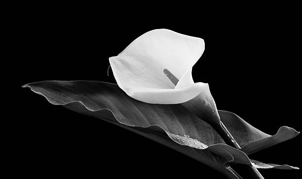 fiore calla - lily calla lily flower single flower foto e immagini stock