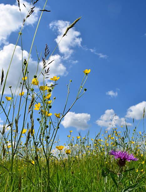 istock Knapweed and buttercups 526114975