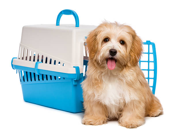 linda feliz havanese cachorrinho está sentado antes de uma gaiola - caixa para transporte de animal de estimação - fotografias e filmes do acervo