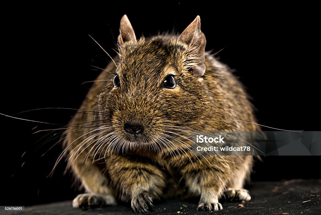 fat degu hamster domestic fat degu hamster whole front view on black background Biting Stock Photo