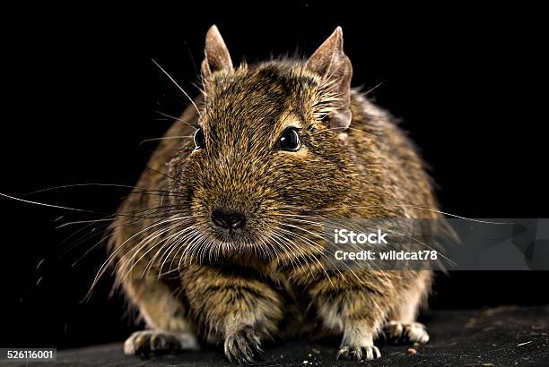 Fat Degu Hamster Stock Photo - Download Image Now - Biting, Hamster, Animal