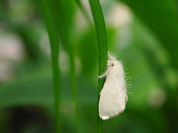 White Fluffy Moth stock photo