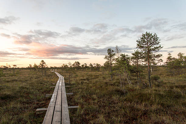 istock wooden footpath on the bog 526116313