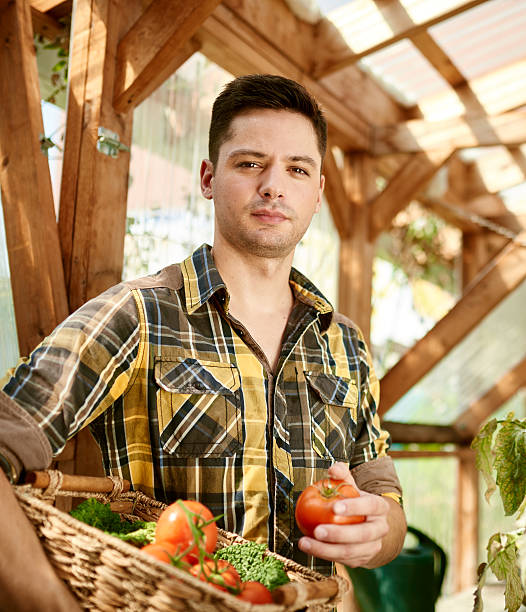 дружелюбный человек лесозаготовок свежие помидоры в теплице сад придающей - smart casual occupation casual healthy eating стоковые фото и изображения