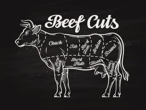 Vector illustration of beef cuts. template menu design for restaurant, cafe