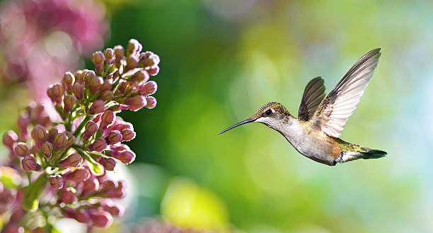 istock Hummingbird hover mid-air in the garden panoramic view 526125858