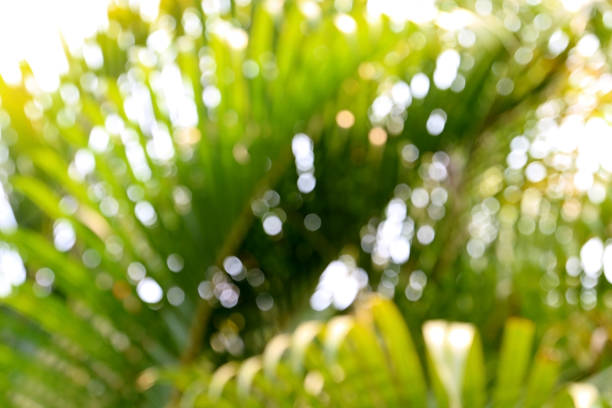istock blur and bokeh from yellow palm leaf 526125862