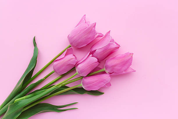 istock Pink tulips and heart shape ornament isolated on pink background 526127292