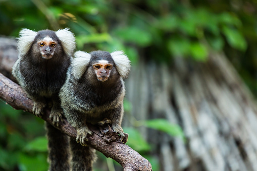 marmoset monkey.