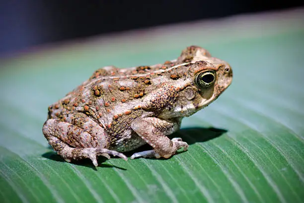 Young cane toad, Bufo marinus, about 4 cm (1 1/2 inches) long. Tortuguero National Park, Limon, Costa Rica.